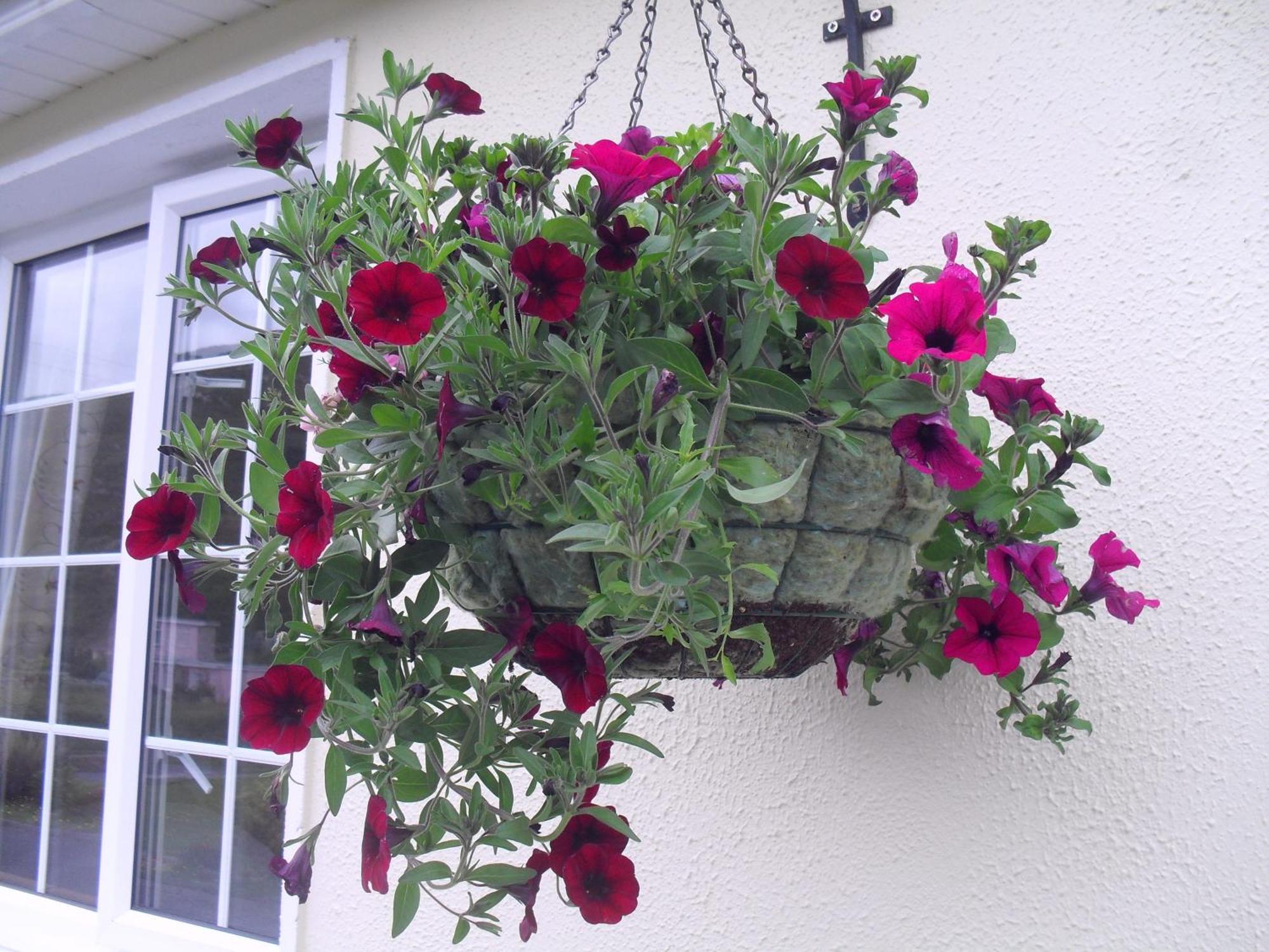 Seafield House B&B Clifden Eksteriør bilde